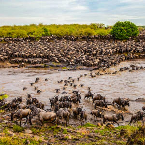 mara river crossing serengeti national park