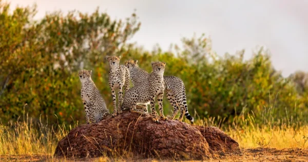 6-Day Luxury Highlights of Tanzania Safari